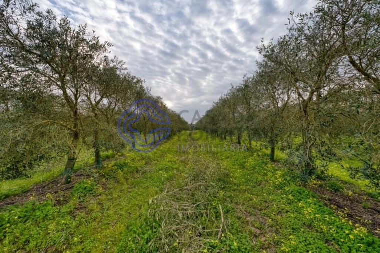 Terreno para Venda em Cartaxo e Vale da Pinta Foto 8