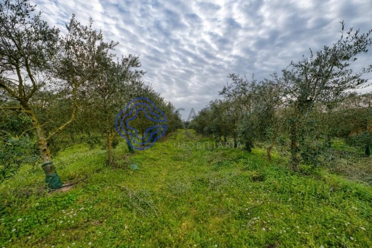 Terreno para Venda em Cartaxo e Vale da Pinta Foto 6