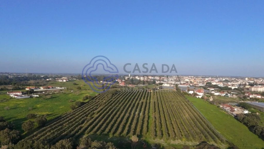 Terreno para Venda em Cartaxo e Vale da Pinta Foto 4