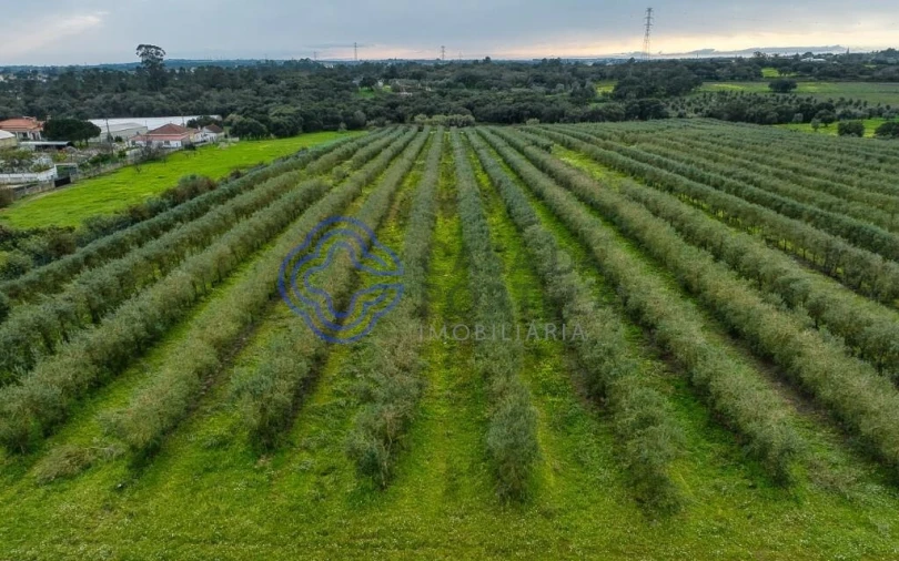 Terreno para Venda em Cartaxo e Vale da Pinta Foto 33