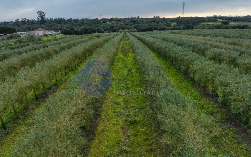 Terreno para Venda em Cartaxo e Vale da Pinta Foto 10