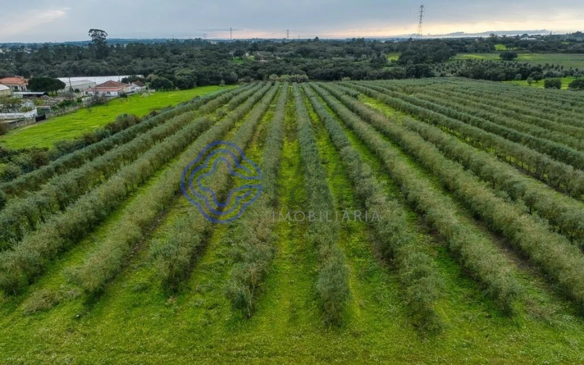 Terreno para Venda em Cartaxo e Vale da Pinta Foto 33