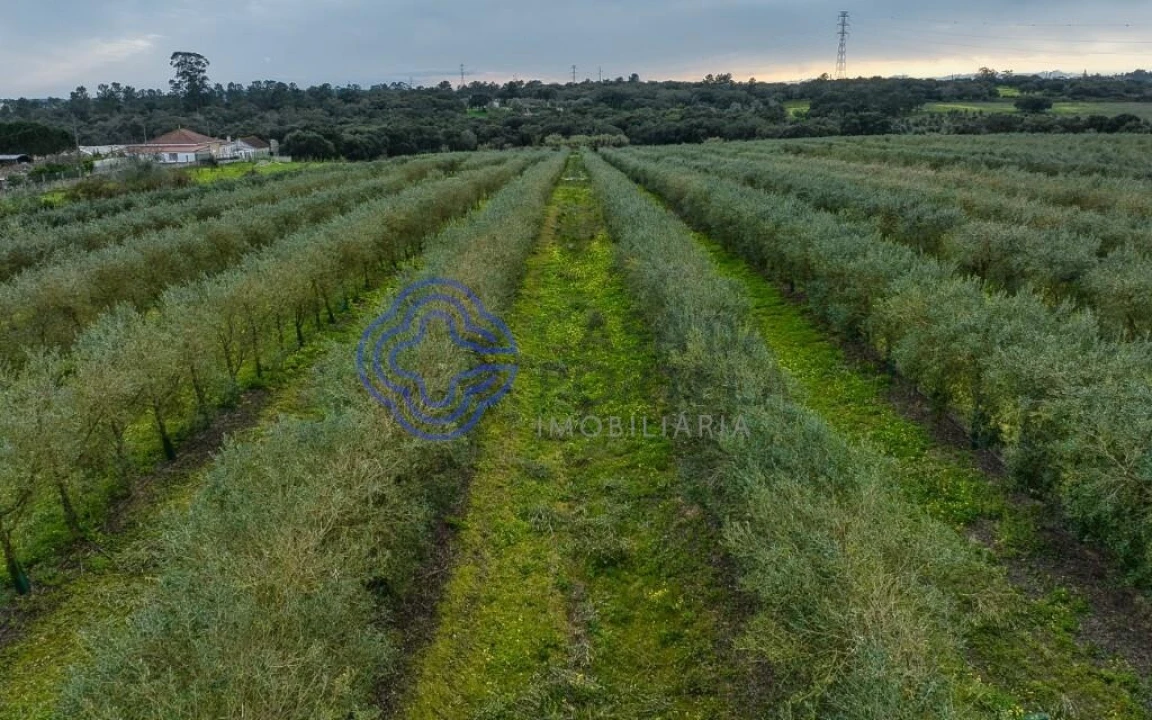 Terreno para Venda em Cartaxo e Vale da Pinta Foto 10