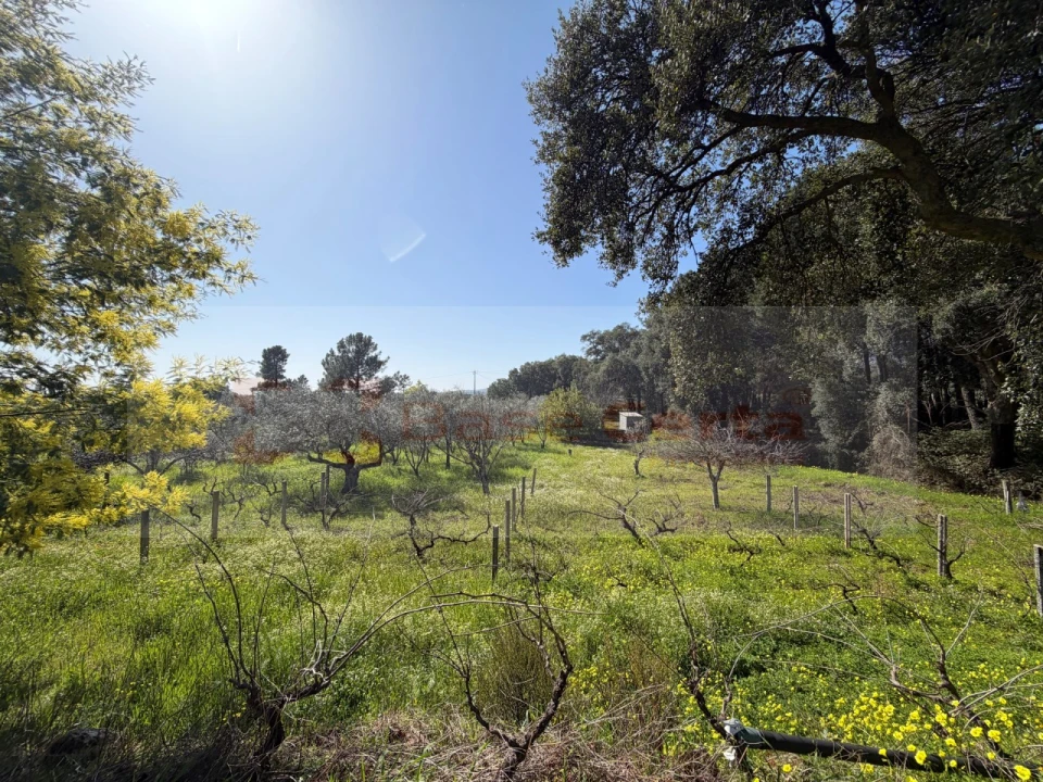 Terreno para Venda em Vale de Prazeres e Mata da Rainha Foto 1