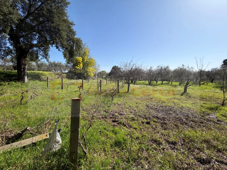 Terreno para Venda em Vale de Prazeres e Mata da Rainha Foto 5