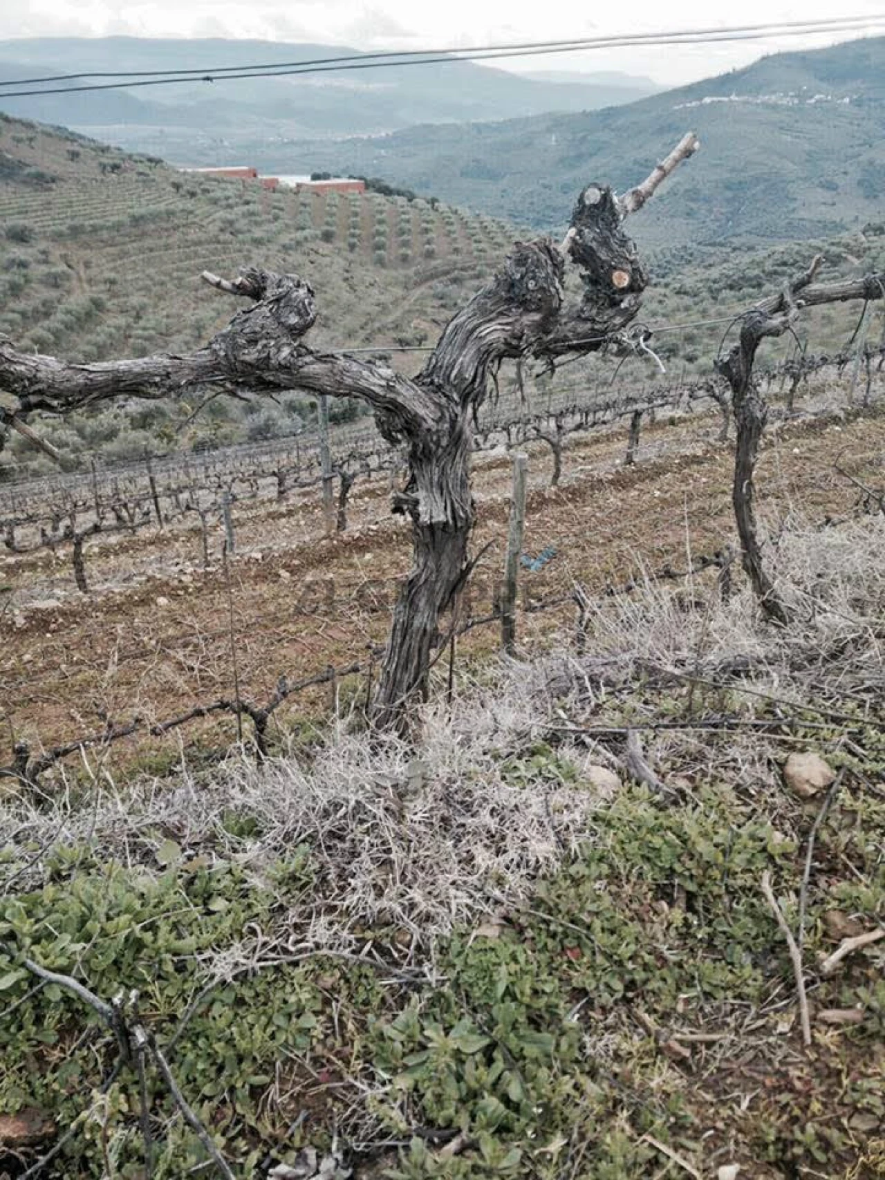 Quinta para Venda em Vila Flor e Nabo Foto 2