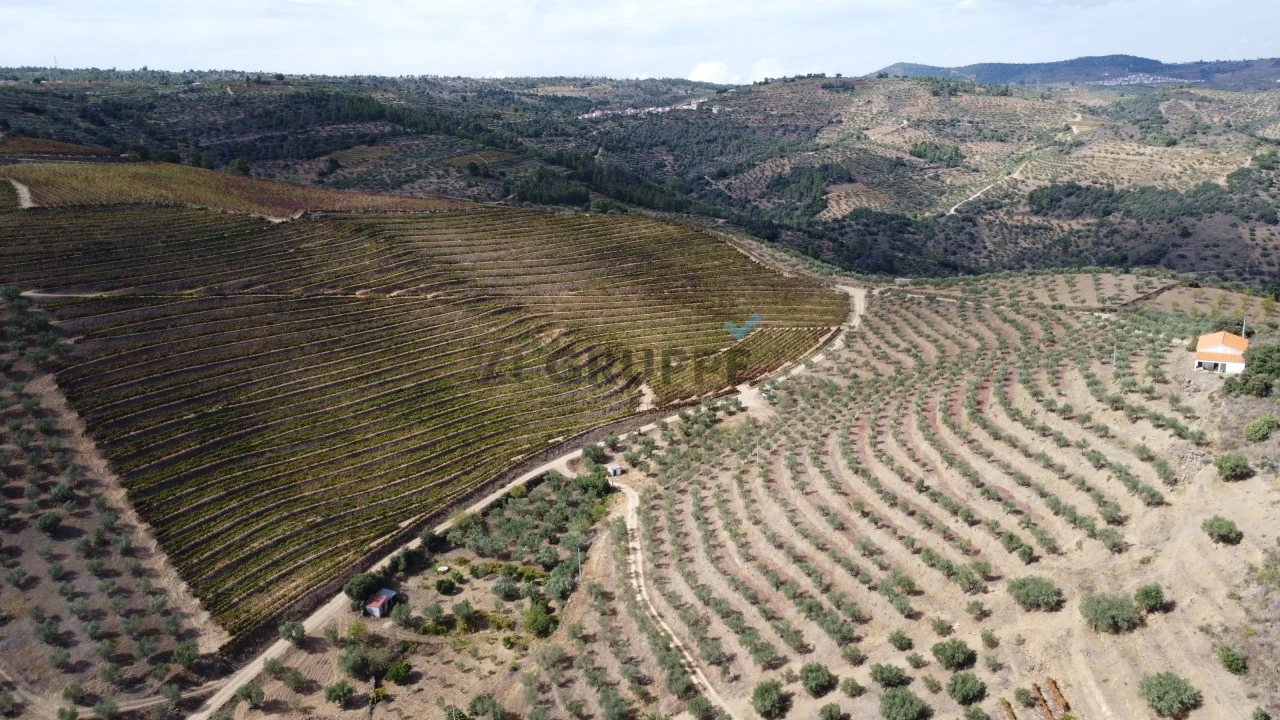 Quinta para Venda em Vila Flor e Nabo Foto 12