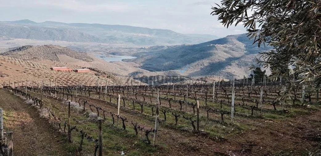 Quinta para Venda em Vila Flor e Nabo Foto 1