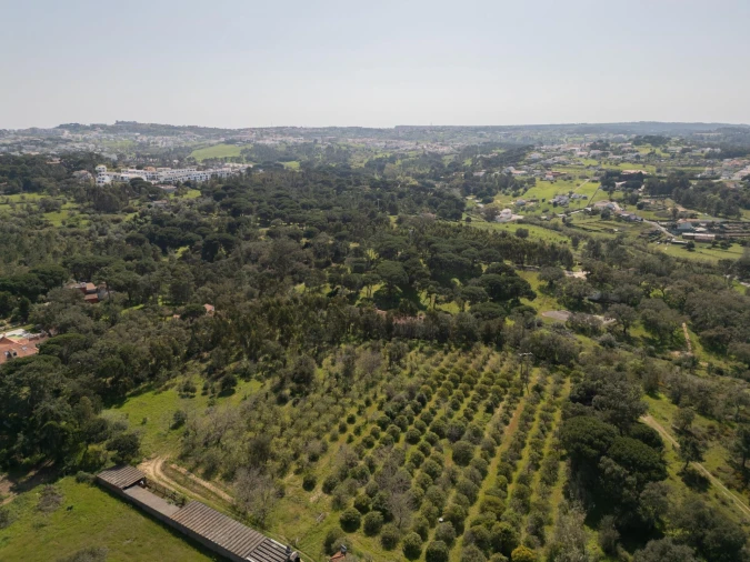 Quinta T7 para Venda em Sesimbra (Castelo) Foto 15