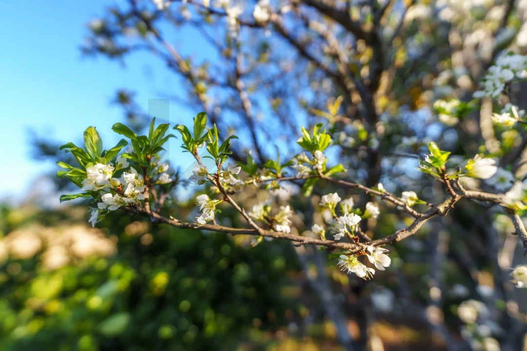 Moradia T3 para Venda em Quarteira Foto 39