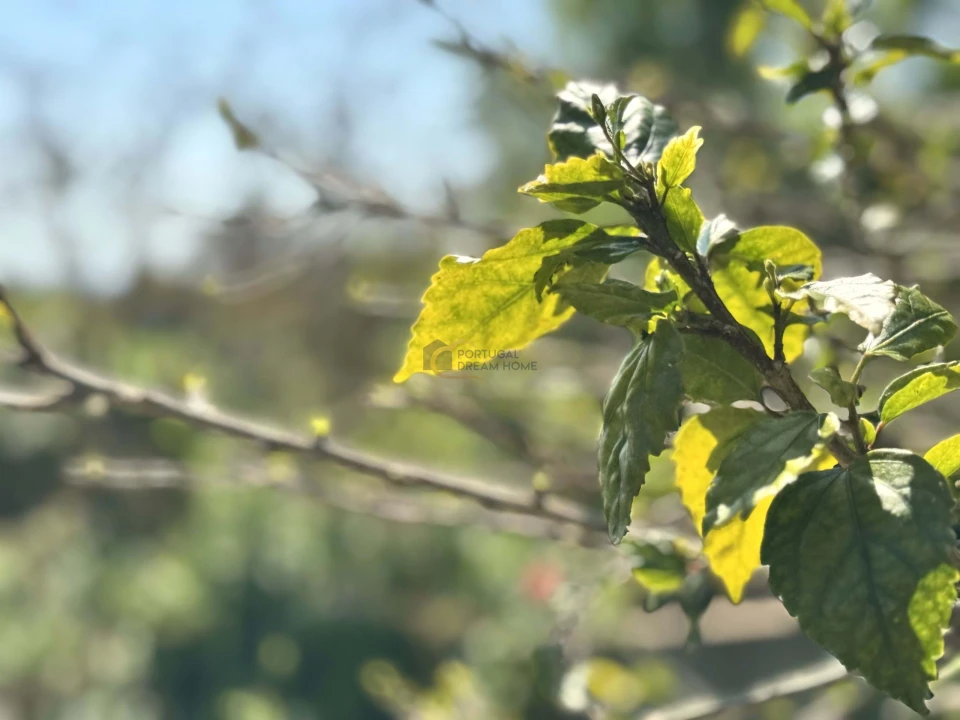 Moradia T1 para Venda em Loule (São Clemente) Foto 29