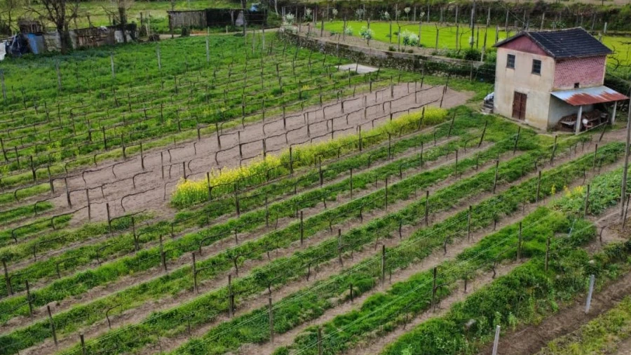 Terreno para Venda em Nogueira
