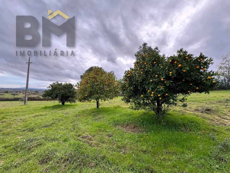 Quinta T0 para Venda em São Miguel de Acha Foto 14