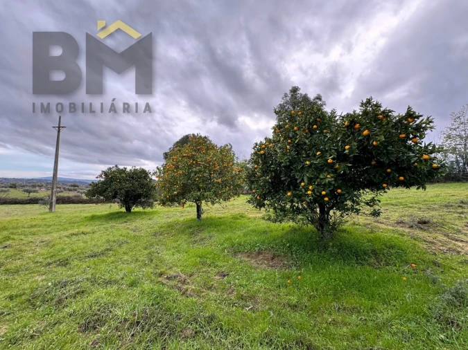 Quinta T0 para Venda em São Miguel de Acha Foto 14