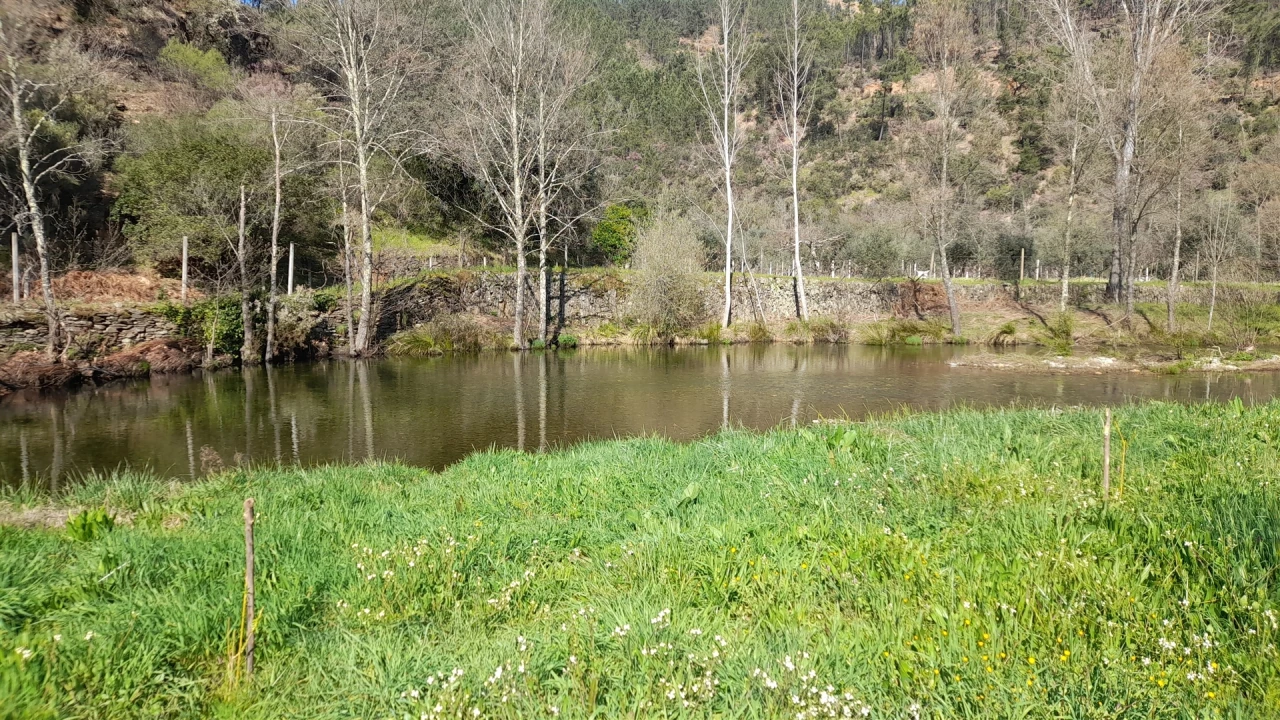 Terreno Agricola ou Rústico para Venda em Sarzedas Foto 4