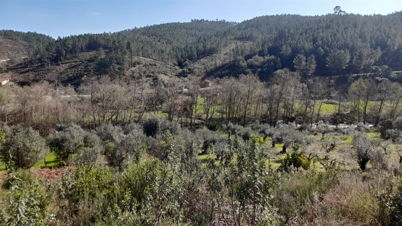 Terreno Agricola ou Rústico para Venda em Sarzedas Foto 3