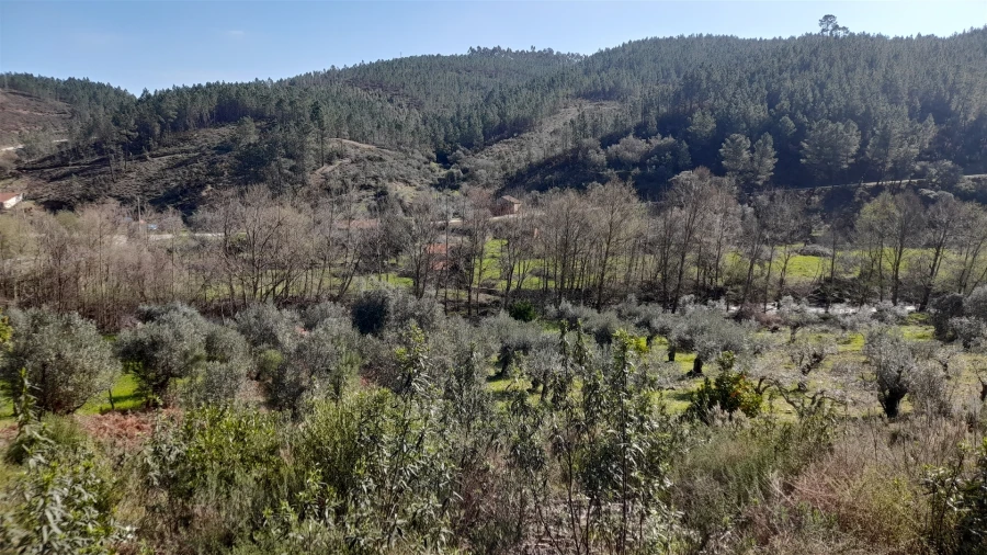 Terreno Agricola ou Rústico para Venda em Sarzedas Foto 3