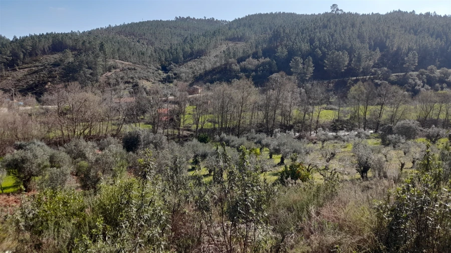 Terreno Agricola ou Rústico para Venda em Sarzedas Foto 2