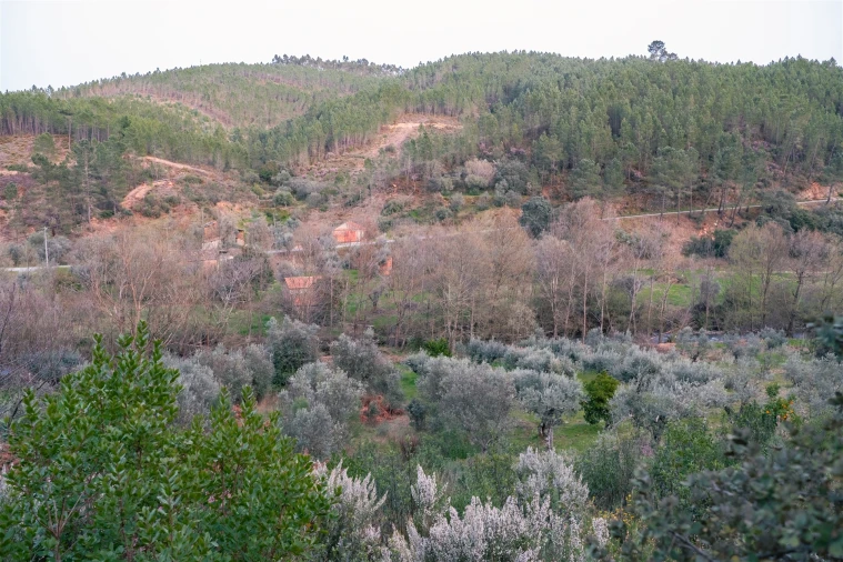 Terreno Agricola ou Rústico para Venda em Sarzedas Foto 12