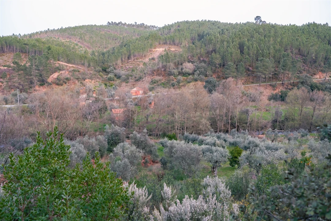Terreno Agricola ou Rústico para Venda em Sarzedas Foto 12