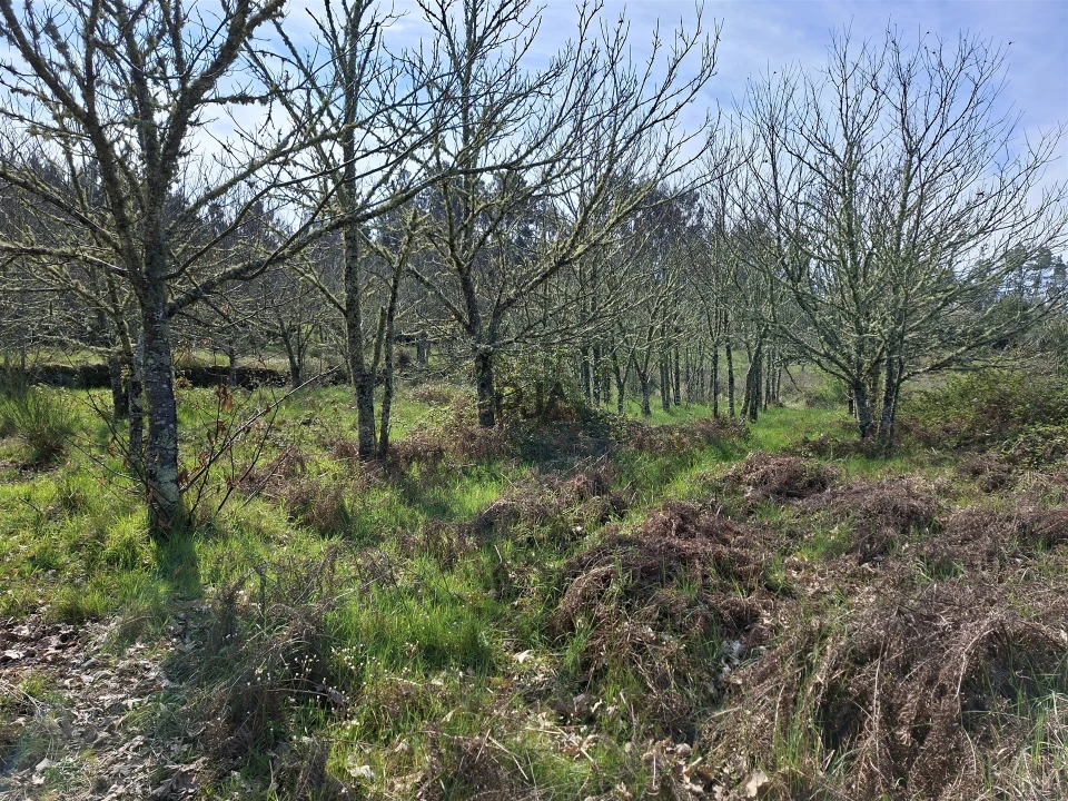 Terreno para Venda em Algodres Foto 10