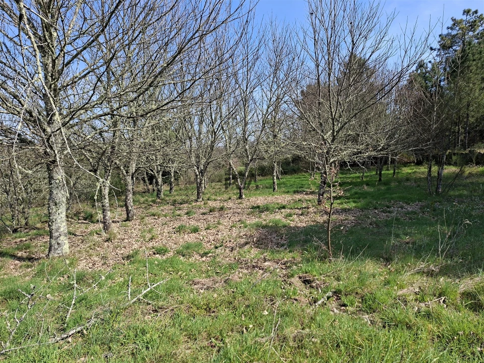 Terreno para Venda em Algodres Foto 7