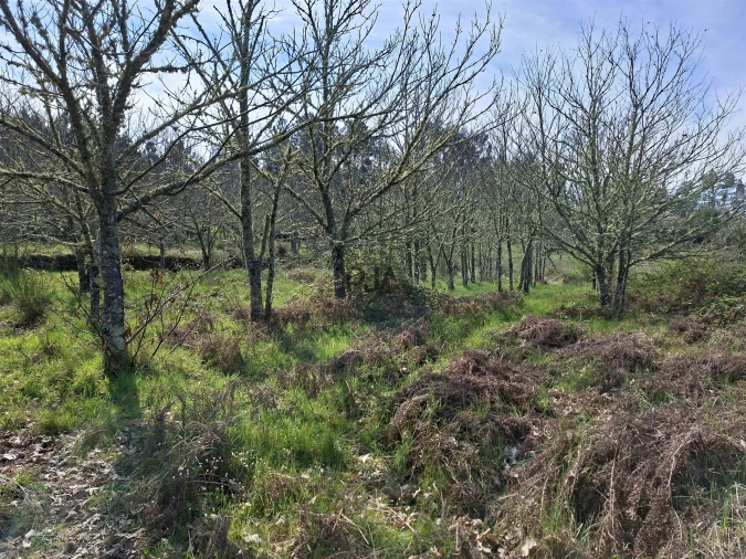 Terreno para Venda em Algodres Foto 10