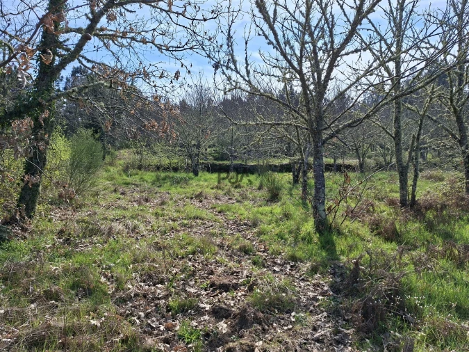 Terreno para Venda em Algodres Foto 11