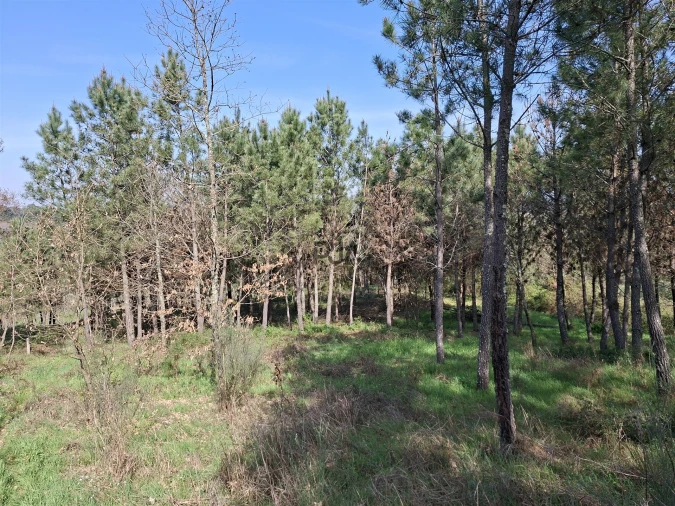 Terreno para Venda em Algodres Foto 5