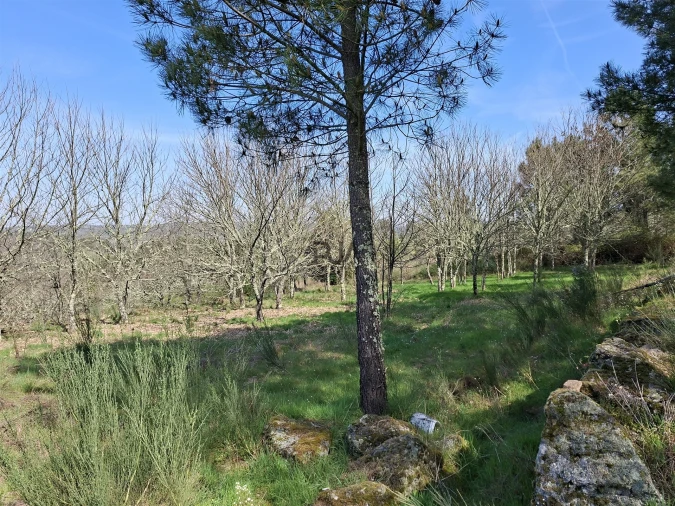 Terreno para Venda em Algodres Foto 6