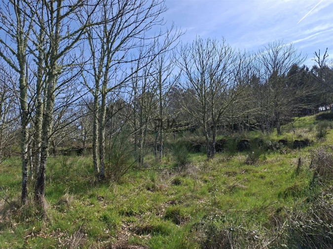 Terreno para Venda em Algodres Foto 9