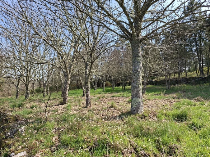 Terreno para Venda em Algodres Foto 8