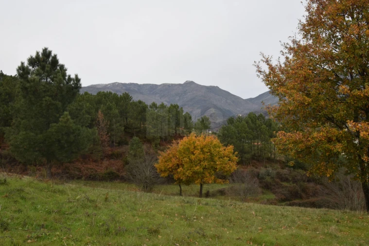 Terreno para Venda em Unhais da Serra Foto 26
