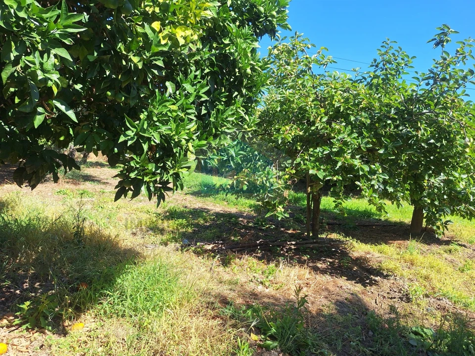 Moradia T3 para Venda em Suçães Foto 29