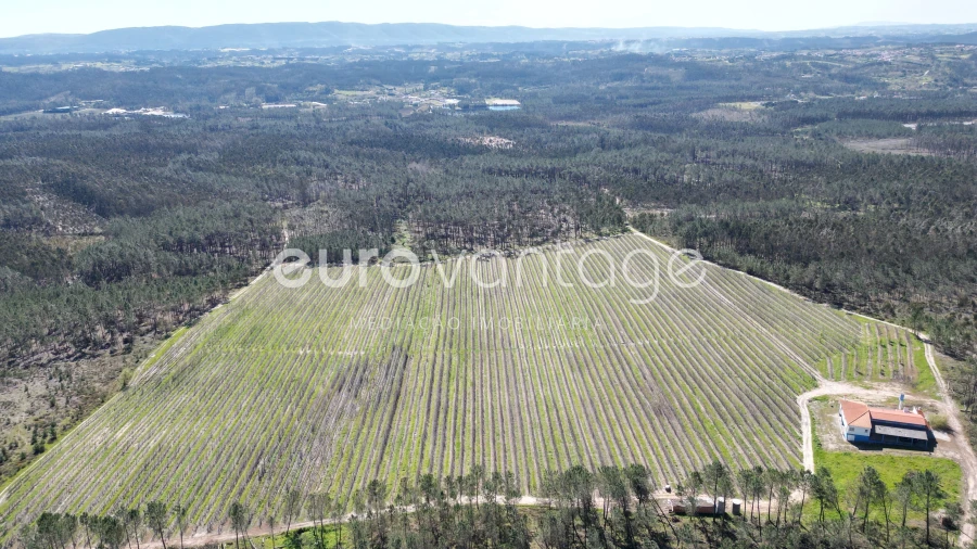 Moradia T3 para Venda em Coz, Alpedriz e Montes Foto 7