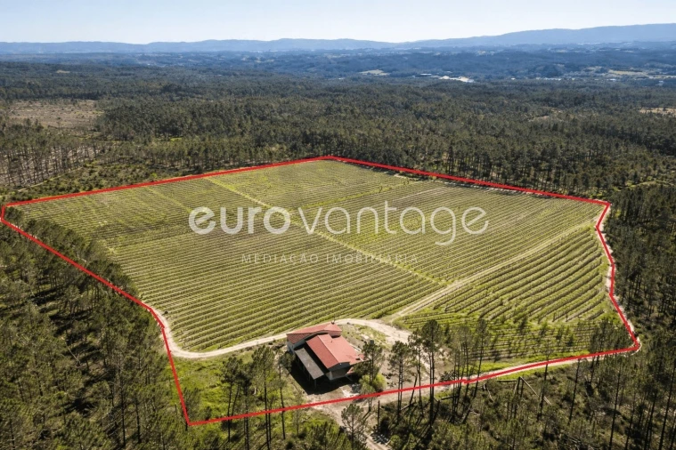 Moradia T3 para Venda em Coz, Alpedriz e Montes Foto 2