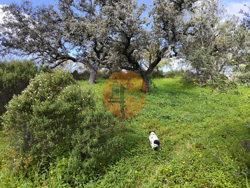 Terreno para Venda em Azinhal Foto 3