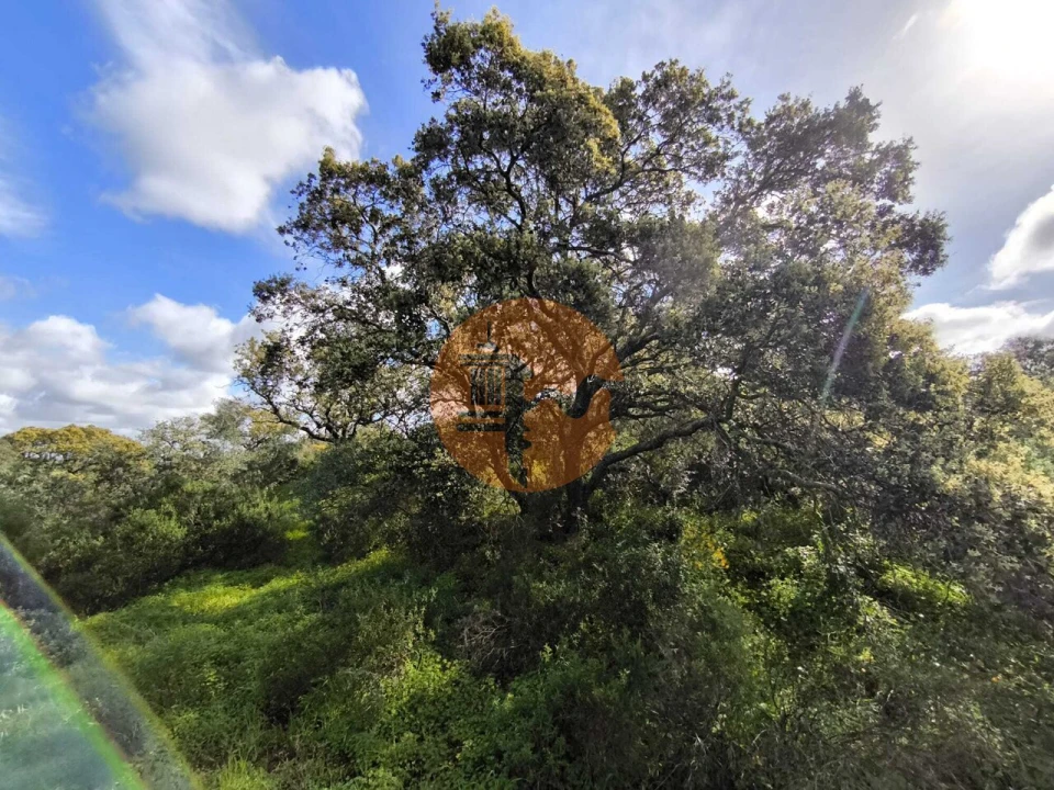 Terreno para Venda em Azinhal Foto 4