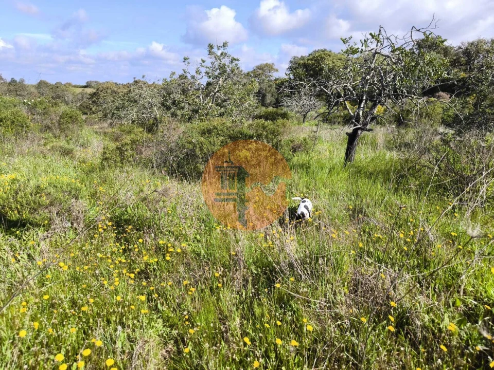 Terreno para Venda em Azinhal Foto 6