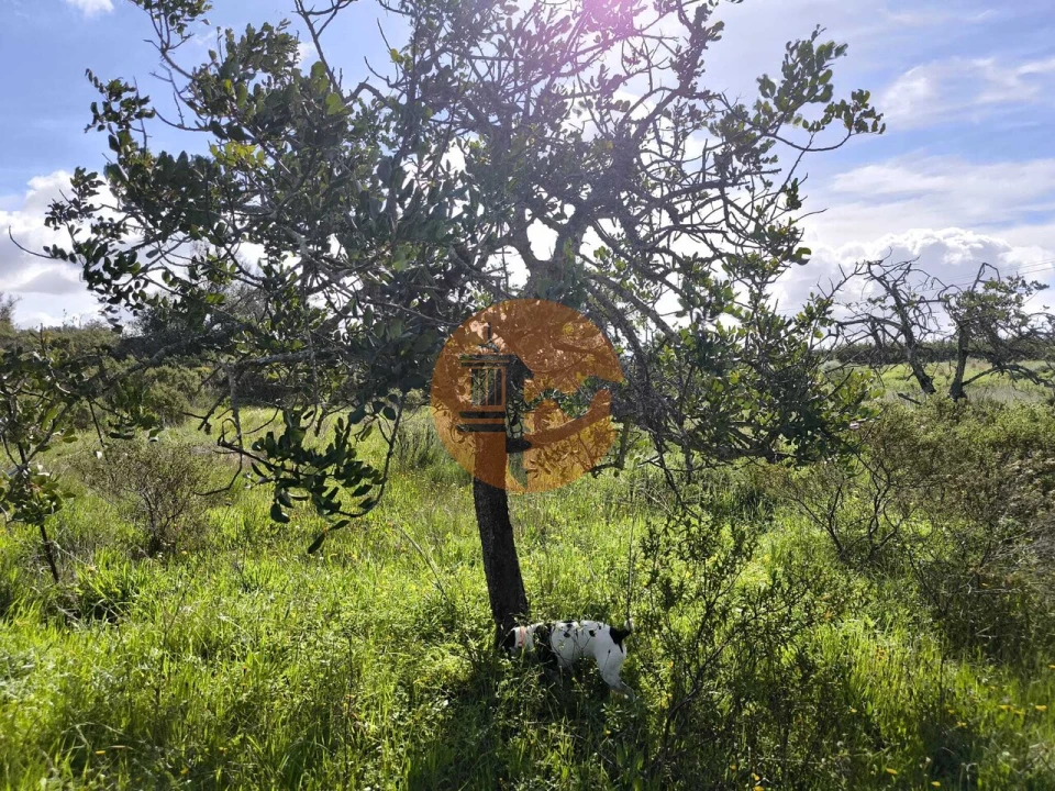 Terreno para Venda em Azinhal Foto 7