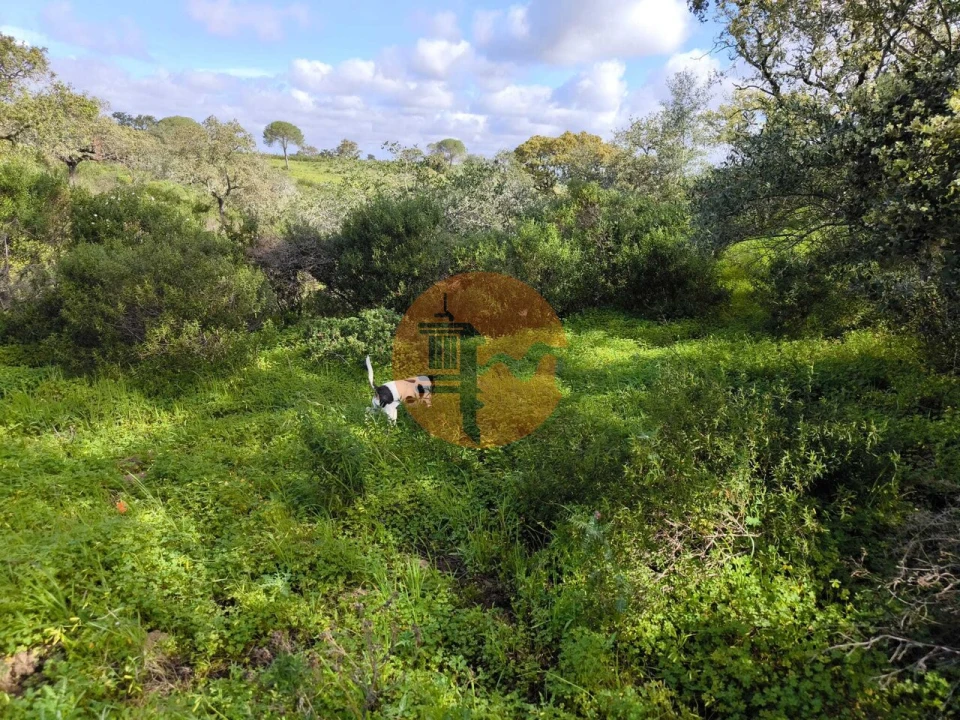 Terreno para Venda em Azinhal Foto 10