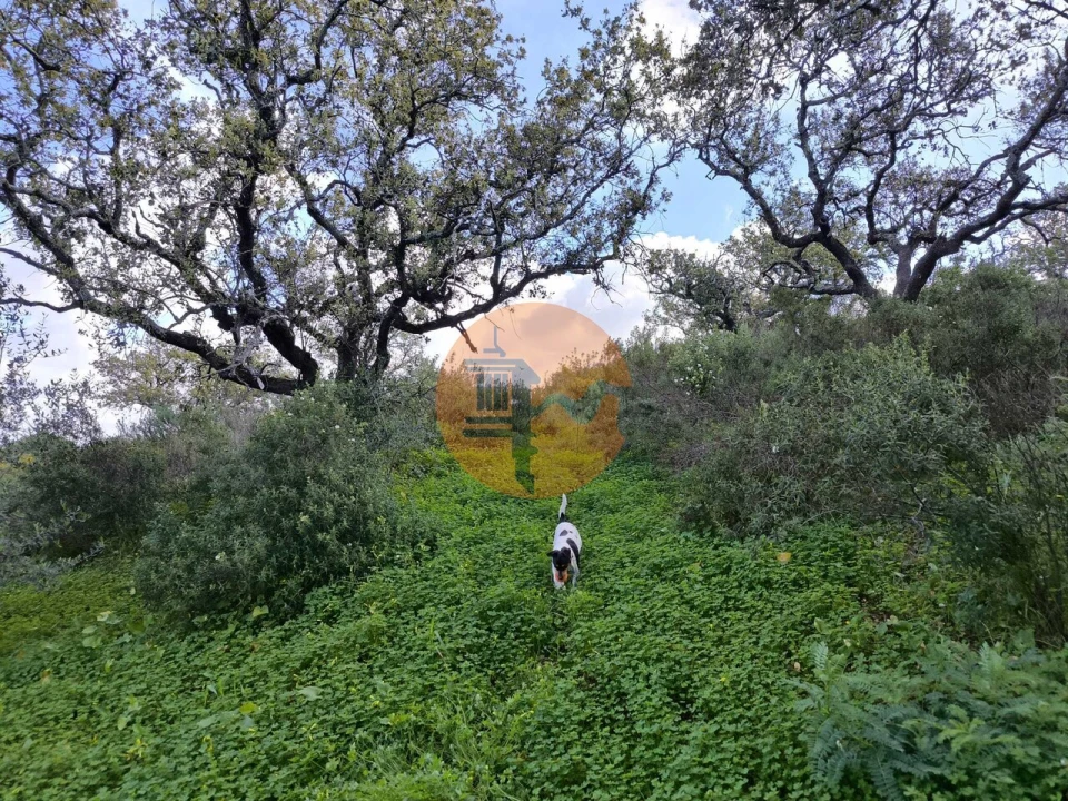 Terreno para Venda em Azinhal Foto 13