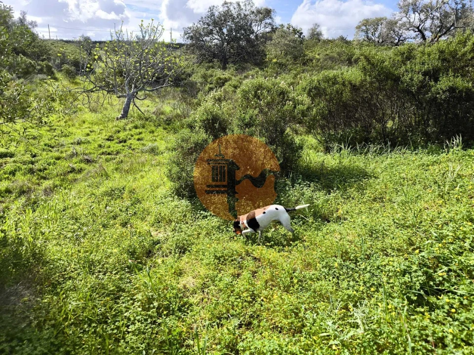 Terreno para Venda em Azinhal Foto 19