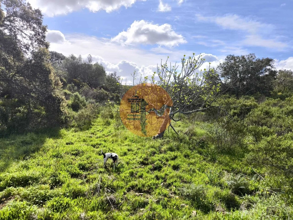 Terreno para Venda em Azinhal Foto 21