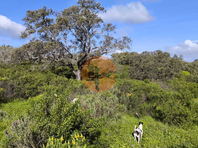 Terreno para Venda em Azinhal Foto 8