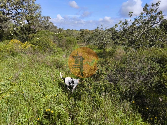 Terreno para Venda em Azinhal Foto 9