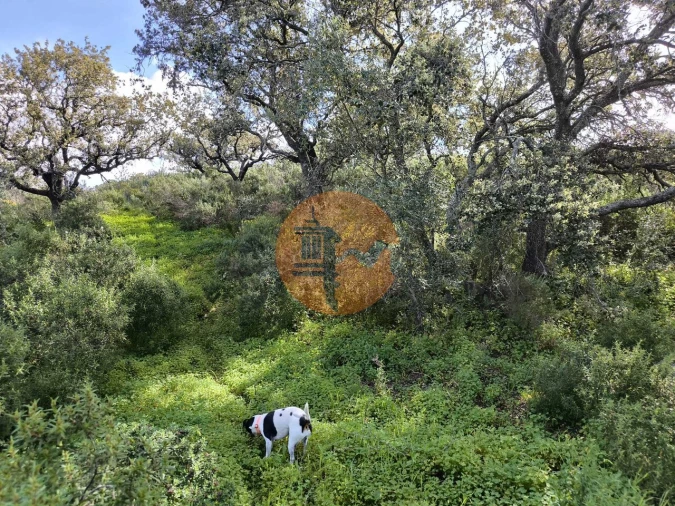 Terreno para Venda em Azinhal Foto 11