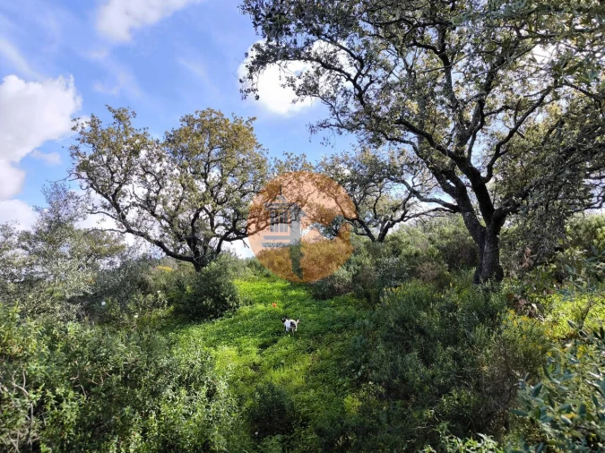 Terreno para Venda em Azinhal Foto 12