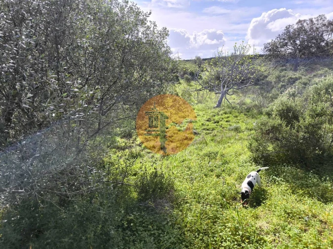 Terreno para Venda em Azinhal Foto 17