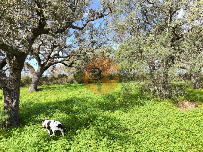 Terreno para Venda em Azinhal Foto 20